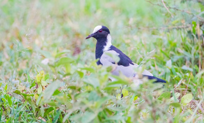 Blacksmith lapwing (Vanellus armatus) is a bird that spreads from Kenya and Tanzania to south and...