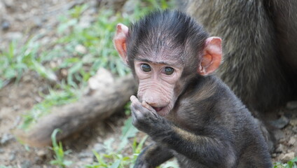  Baby baboon face at close range.