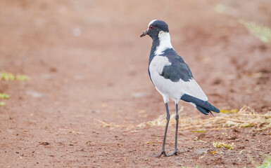 Blacksmith lapwing (Vanellus armatus) is a bird that spreads from Kenya and Tanzania to south and southwest Africa.
