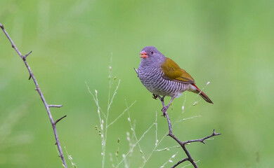 Green-winged pytilia (Pytilia melba) is an African song bird.