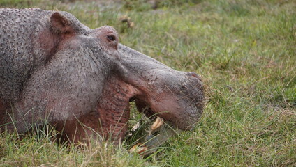  close up of a mouth of a hippo.
