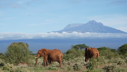 Fototapeta na wymiar elephants grazing at tsavo park with Kilimanjaro in the background.