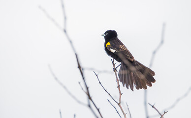 White-winged widowbird (Euplectes albonotatus) is a songbird from the African Ploceidae family, south of Sahara.