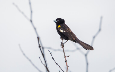 White-winged widowbird (Euplectes albonotatus) is a songbird from the African Ploceidae family, south of Sahara.