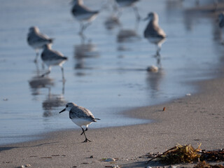 sanderling on the beach in florida