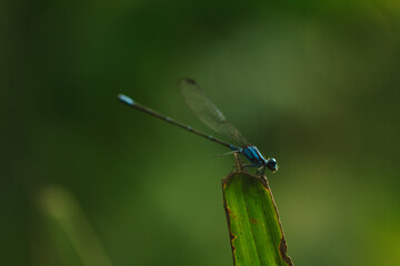 blue dragonfly on a green leaf