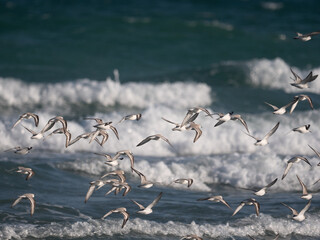 sanderling on the beach in florida