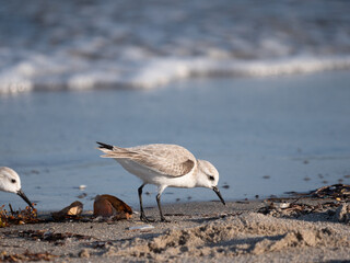 sanderling on the beach in florida