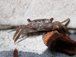 crab on the beach