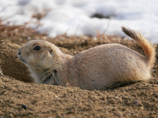 Prairie Dogs in the snow in Colorado