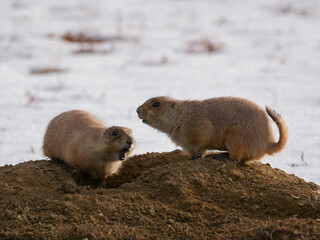 Prairie Dogs in the snow in Colorado