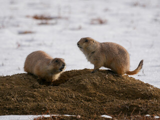 Prairie Dogs in the snow in Colorado