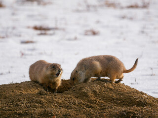 Prairie Dogs in the snow in Colorado