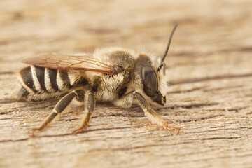 Detailed closeup of a male white sectioned leafcutter bee, Megachile albisecta on wood