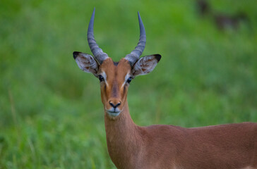 Impalas, a type of antelope, usually live in groups in Africa.