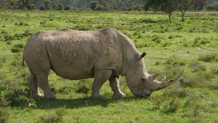 Foto op Plexiglas White rhino grazing. © naturespy