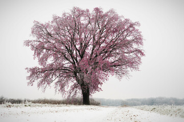 Jour de neige