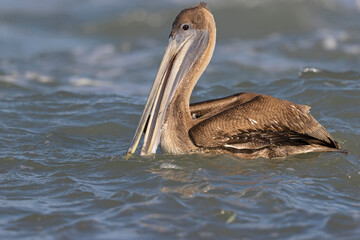 A brown pelican (Pelecanus occidentalis) swimming in the sea with waves crashing.