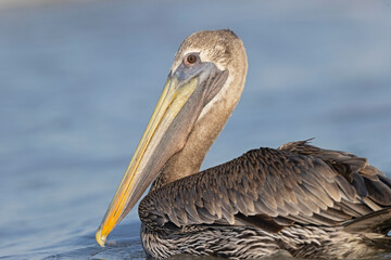 A brown pelican (Pelecanus occidentalis) swimming in the sea with waves crashing.