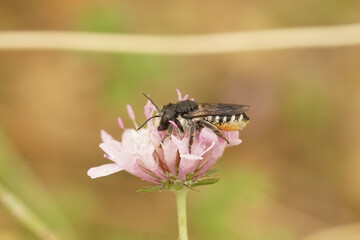 Closeup on a wed female mediterranean leafcutter solitary bee, Megachile octosignata, sitting on a pink scabious flower