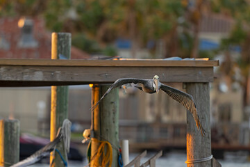 A brown pelican (Pelecanus occidentalis) in flight