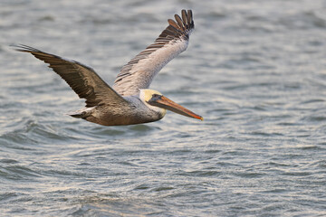 A brown pelican (Pelecanus occidentalis) in flight