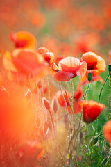 Red wild poppies in the field.