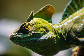 Leguan