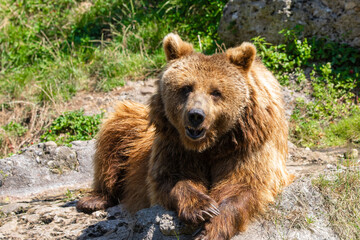 Braunbär 