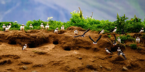 Puffin Colony