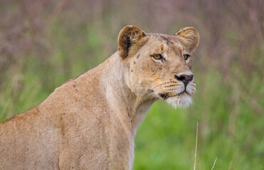 In wild African savannahs, lions (Panthera leo) usually hunt in areas close to water.