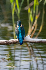 The back of a juvenile male common kingfisher perched on a branch. At Lakenheath Fen nature reserve in Suffolk, UK