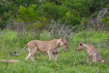 Naklejka na ściany i meble In wild African savannahs, lions (Panthera leo) usually hunt in areas close to water.