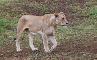 Naklejka na ściany i meble In wild African savannahs, lions (Panthera leo) usually hunt in areas close to water.