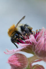 Hummel auf einer Blüte, Bombus