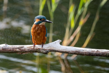 Close up of a juvenile male common kingfisher perched on a branch. At Lakenheath Fen nature reserve in Suffolk, UK