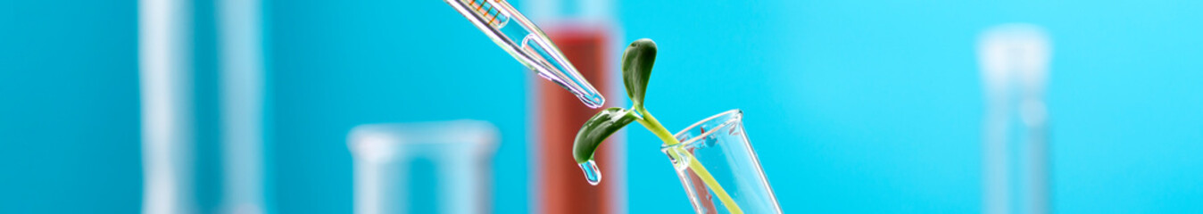 Microgreen sprout in a chemical test tube. Research on the beneficial properties of microgreens