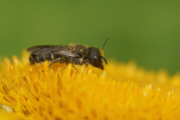 Closeup of a large-headed resin bee, Heriades truncorum on a yellow Inula flower