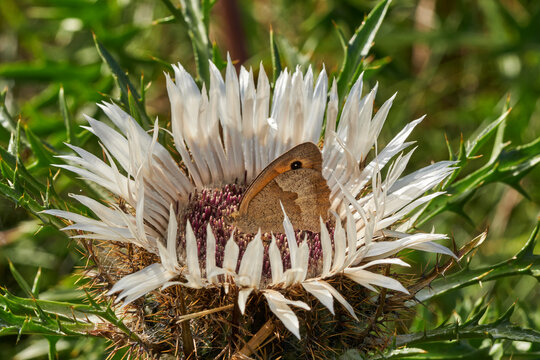 Silberdistel mit Schmetterling, Carlina acaulis