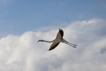 Obraz premium Flamingo in flight spreading wings in front of blue sky and clouds at salt lakes or Salinas de San Pedro del Pinatar