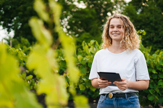 Curly-haired farmer with tablet checking the green grapes before harvesting for sale in the vineyard field. Smart farming and digital agriculture. Internet
