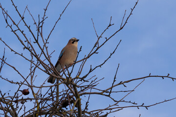 Eurasian Jay (Garrulus glandarius) perched on tree. Bird on a branch on blue background.