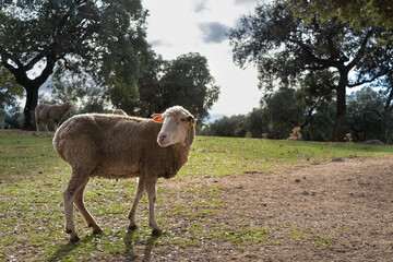 Obraz premium merino breed sheep in spanish meadow