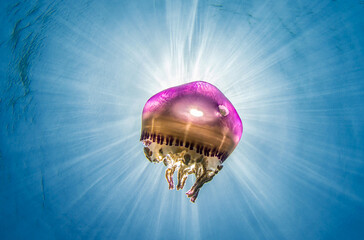 Jellyfish, Pacific ocean