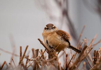 Outdoor portrait of Carolina wren sitting on branch looking at camera