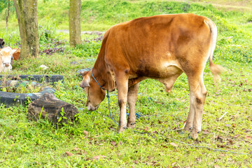 A cow eating a grass at a grass field
