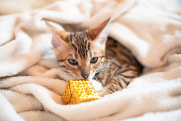 Portrait of bengal kitten  with present box, cat is  covered in white blanket, holidays banner 