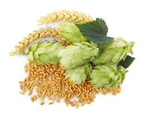 Fresh green hops, wheat spikes and grains on white background, top view