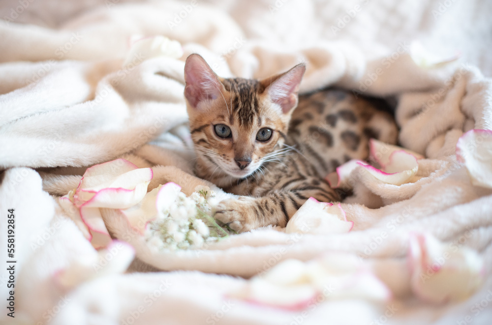 Wall mural Portrait of bengal kitten with flowers branch covered in white blanket, cute cat has a rest, banner for holiday