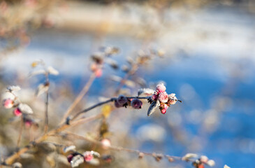 Ice crystals on branch with frozen berries in winter. Blurred background.
